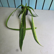 Load image into Gallery viewer, #B106 Variegated Anthurium Vittarifolium