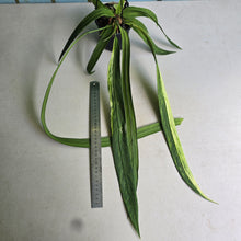 Load image into Gallery viewer, #B106 Variegated Anthurium Vittarifolium