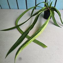 Load image into Gallery viewer, #B106 Variegated Anthurium Vittarifolium