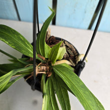 Load image into Gallery viewer, #B106 Variegated Anthurium Vittarifolium