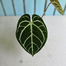 Load image into Gallery viewer, #i119 Anthurium Dark Crystallinum x Forgetii