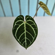 Load image into Gallery viewer, #i119 Anthurium Dark Crystallinum x Forgetii