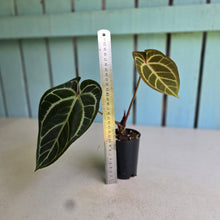 Load image into Gallery viewer, #i119 Anthurium Dark Crystallinum x Forgetii