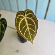 Load image into Gallery viewer, #i119 Anthurium Dark Crystallinum x Forgetii