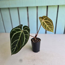Load image into Gallery viewer, #i119 Anthurium Dark Crystallinum x Forgetii