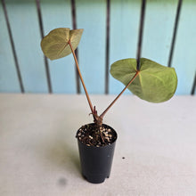 Load image into Gallery viewer, #i119 Anthurium Dark Crystallinum x Forgetii