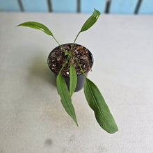 Load image into Gallery viewer, #71 Anthurium Vittarifolium
