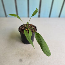 Load image into Gallery viewer, #71 Anthurium Vittarifolium