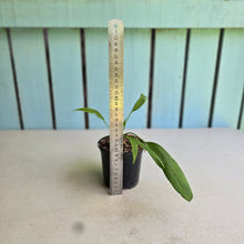 Load image into Gallery viewer, #71 Anthurium Vittarifolium