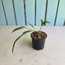 Load image into Gallery viewer, #71 Anthurium Vittarifolium