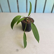 Load image into Gallery viewer, #139 Anthurium Vittarifolium