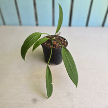 Load image into Gallery viewer, #139 Anthurium Vittarifolium