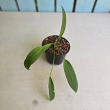 Load image into Gallery viewer, #139 Anthurium Vittarifolium