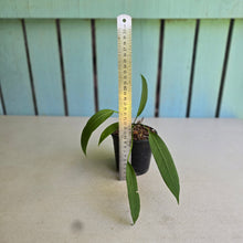 Load image into Gallery viewer, #139 Anthurium Vittarifolium