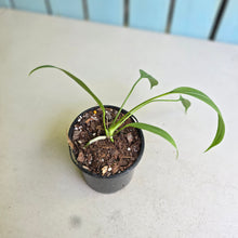 Load image into Gallery viewer, #139 Anthurium Vittarifolium
