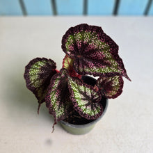 Load image into Gallery viewer, #P4 Begonia Unknown