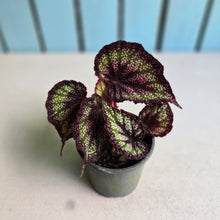 Load image into Gallery viewer, #P4 Begonia Unknown