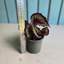 Load image into Gallery viewer, #P4 Begonia Unknown