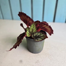 Load image into Gallery viewer, #P4 Begonia Unknown