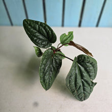 Load image into Gallery viewer, #H10 Anthurium Luxurians x Radicans