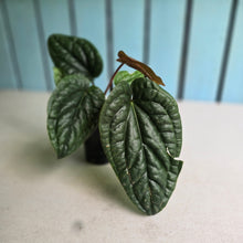 Load image into Gallery viewer, #H10 Anthurium Luxurians x Radicans