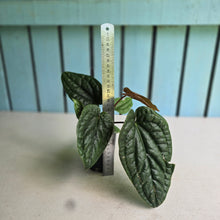 Load image into Gallery viewer, #H10 Anthurium Luxurians x Radicans