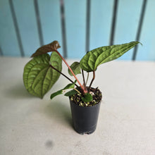 Load image into Gallery viewer, #H10 Anthurium Luxurians x Radicans