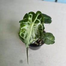 Load image into Gallery viewer, #H10 Alocasia Venom