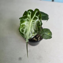 Load image into Gallery viewer, #H10 Alocasia Venom