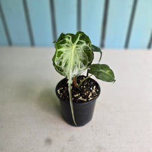 Load image into Gallery viewer, #H10 Alocasia Venom