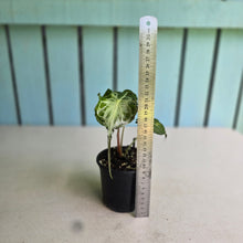 Load image into Gallery viewer, #H10 Alocasia Venom
