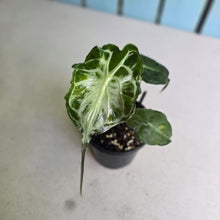Load image into Gallery viewer, #H10 Alocasia Venom