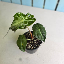 Load image into Gallery viewer, #H10 Alocasia Venom