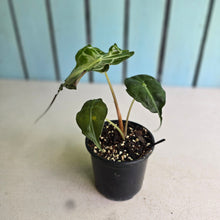 Load image into Gallery viewer, #H10 Alocasia Venom
