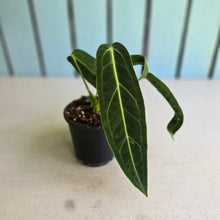 Load image into Gallery viewer, #B108 Anthurium Warocqueanum