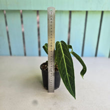 Load image into Gallery viewer, #B108 Anthurium Warocqueanum