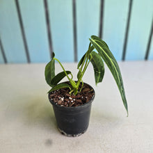 Load image into Gallery viewer, #B108 Anthurium Warocqueanum