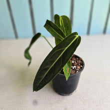 Load image into Gallery viewer, #B108 Anthurium Warocqueanum
