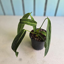 Load image into Gallery viewer, #B108 Anthurium Warocqueanum