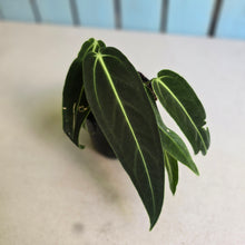 Load image into Gallery viewer, #H8 Anthurium Warocqueanum