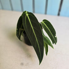 Load image into Gallery viewer, #H8 Anthurium Warocqueanum