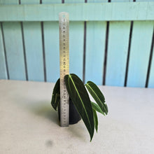 Load image into Gallery viewer, #H8 Anthurium Warocqueanum