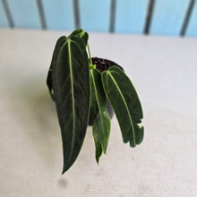 Load image into Gallery viewer, #H8 Anthurium Warocqueanum