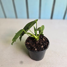 Load image into Gallery viewer, #H8 Anthurium Warocqueanum
