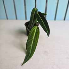 Load image into Gallery viewer, #G3 Anthurium Warocqueanum