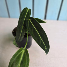 Load image into Gallery viewer, #G3 Anthurium Warocqueanum