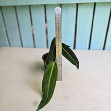 Load image into Gallery viewer, #G3 Anthurium Warocqueanum
