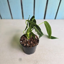 Load image into Gallery viewer, #G3 Anthurium Warocqueanum