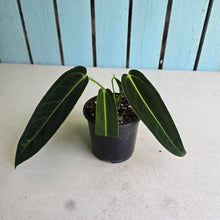 Load image into Gallery viewer, #H55 Anthurium Warocqueanum