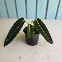 Load image into Gallery viewer, #H55 Anthurium Warocqueanum